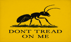The Bug